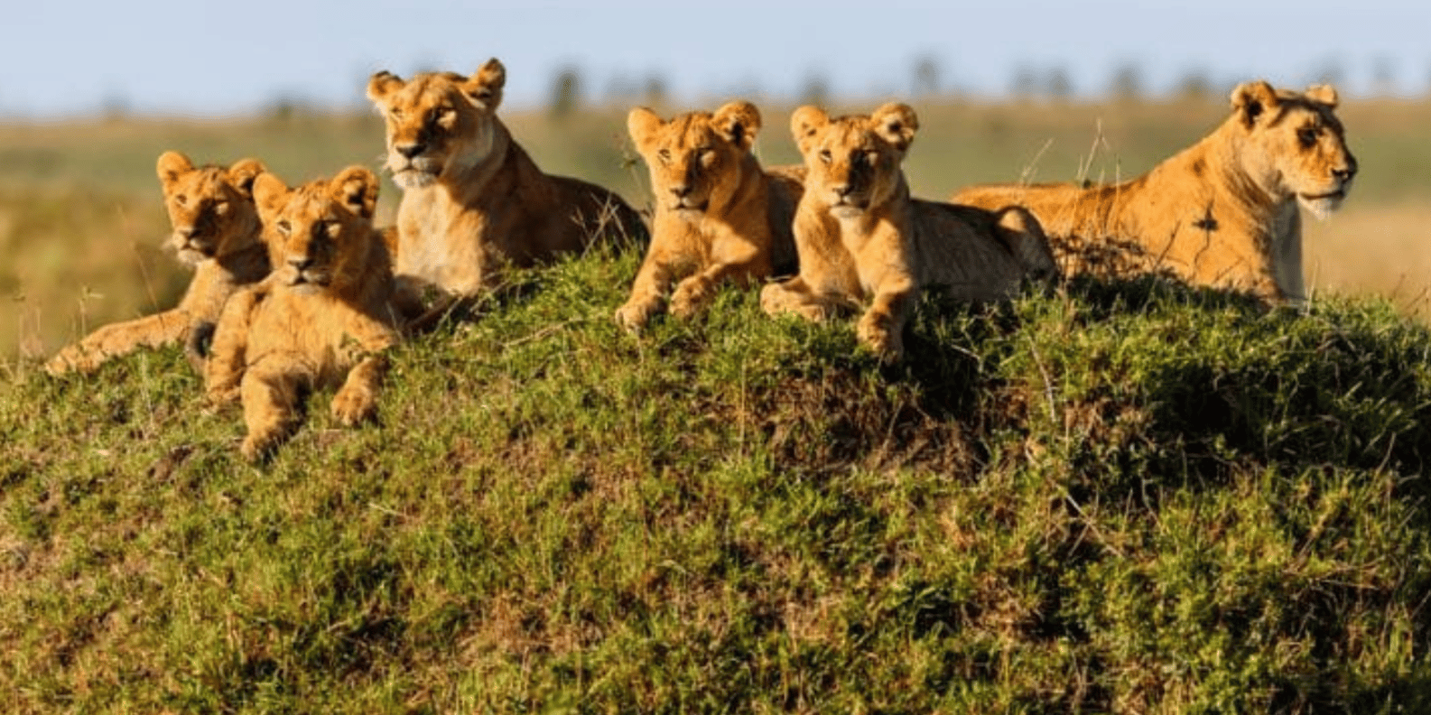 Tarangire & Ngorongoro